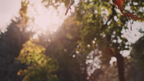 Falling-leaves-in-the-autumn-forest