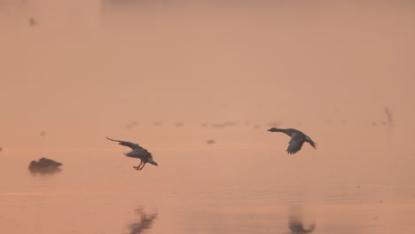 geese in the misty sunrise