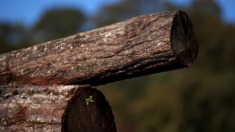 Cut-tree-section---falled-forest-3