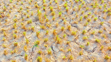 dry crops on an infertile patch of soil