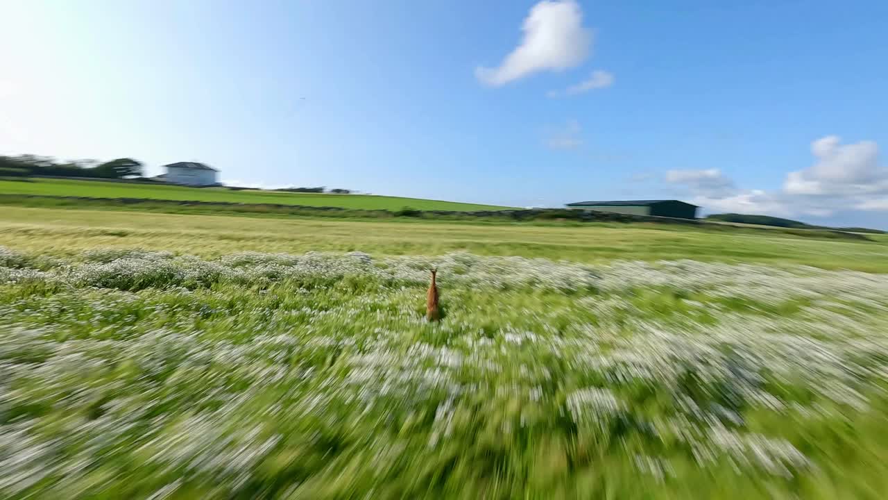 노르웨이 시골의 잔디에서 달리고 뛰어다니는 빠른 사을 따라가는 fpv 드론 촬영