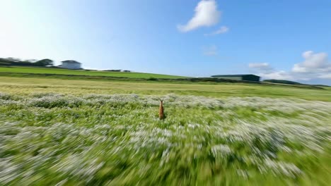 fotografía de un dron fpv siguiendo a un ciervo rápido corriendo y saltando en un campo de hierba en el campo de noruega