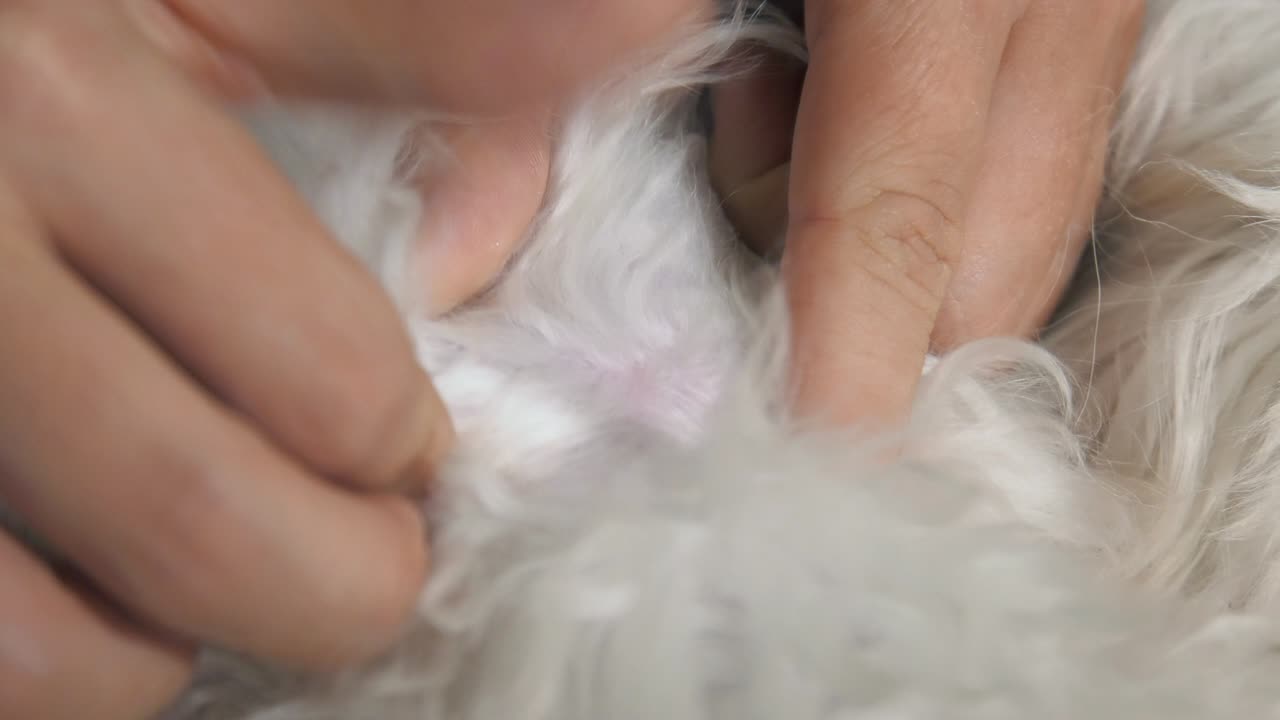 여성 개 소유자는 애완동물에 룩, 진드기, 기생충을 찾습니다.