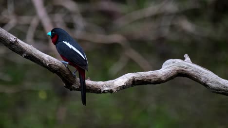 dos individuos vistos de espaldas posados en una rama y luego el de la derecha se va volando, pico ancho negro y rojo, cymbirhynchus macrorhynchos, parque nacional kaeng krachan, tailandia