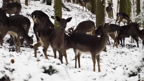 Una-Manada-De-Ciervos-En-Barbecho-En-Busca-De-Comida-En-El-Suelo-Congelado,-Bosque-De-Invierno