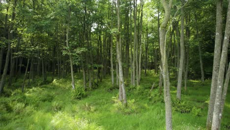 Aerial-trucking-shot-of-the-trees-growing-on-the-wetlands