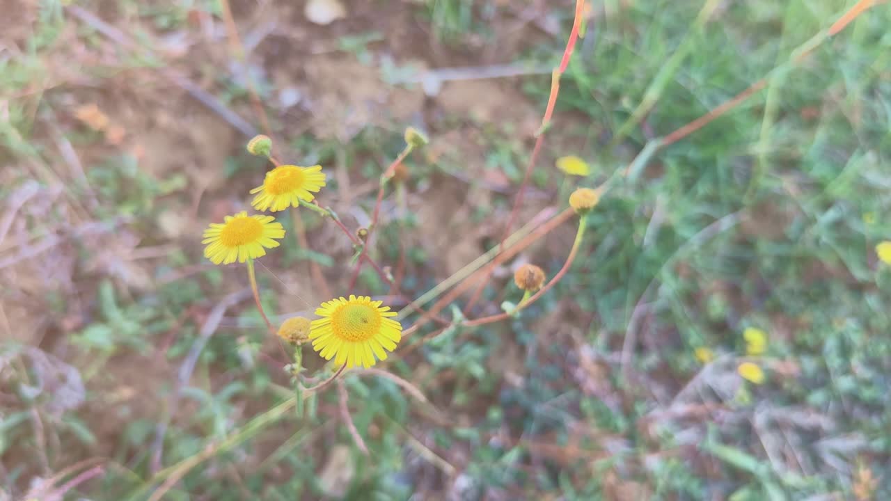 Primo piano naturale su una falsa pulicaria gialla di prato.