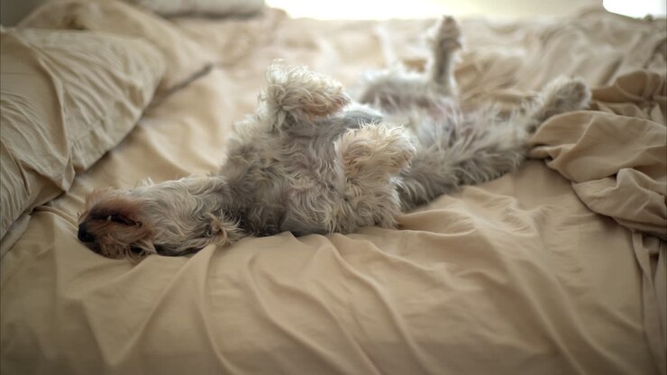 Simpatico, pigro e divertente schnauzer grigio, animale domestico, sdraiato sulla schiena a pancia in su su un letto sfatto con lenzuola beige, che dorme e si gode la brezza che entra nella stanza.