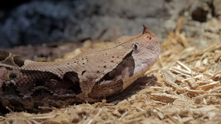 Gabunviper gleitet über den Boden