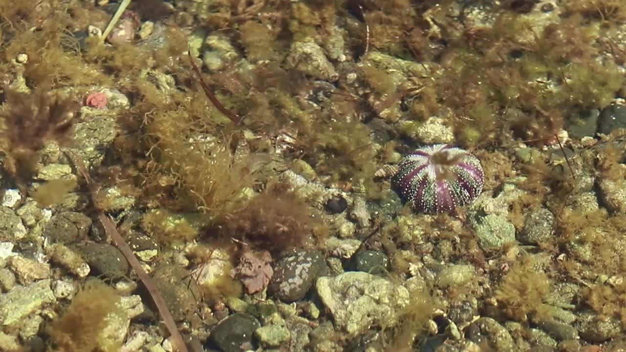 A sea urchin or echinoidea spotted in shallow sea water among the green moss and algae swaying with the undulating waves