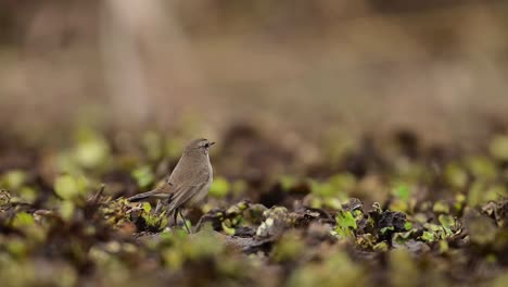 el pájaro de garganta azul cazando insectos