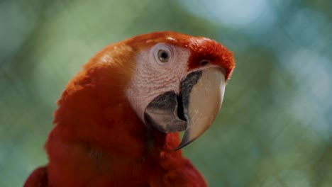 Portrait-close-up-of-pretty-orange-macaw-ara-shaking-head-in-slow-motion-during-sunny-day-in-wildlife