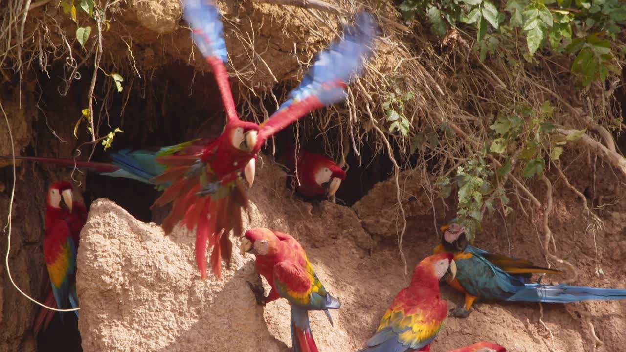 All three Large macaws gather at Chuncho Clay Lick, Scarlet, Red-green, blue and yellow all feasting on nutrient-rich clay in vibrant harmony