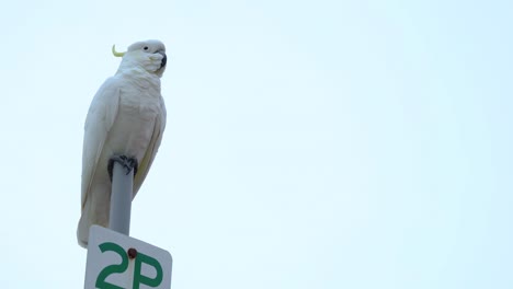 a cockatoo sits atop a 2p parking sign