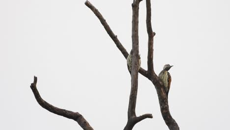 pájaro carpintero en el árbol uhd mp4 4k video