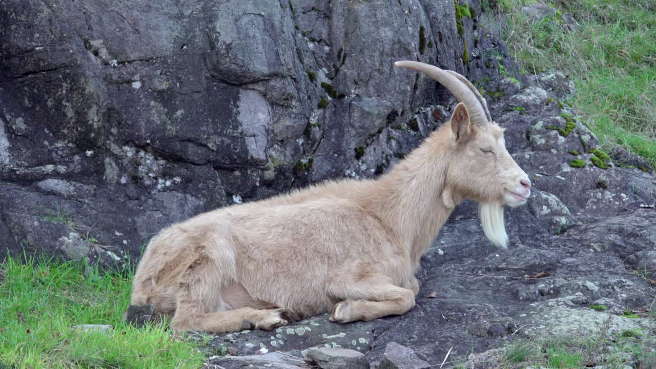 A goat chewing its cud lies on a rocky terrain in the shade
