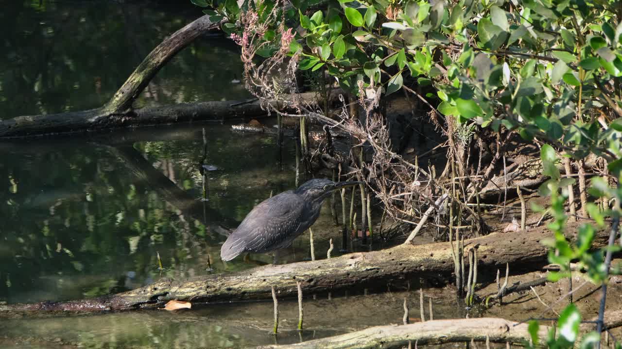 mirando profundamente en el bosque mientras sopla el viento, garza estriada butorides striata, tailandia