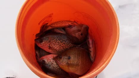 pescar peces frescos dentro de un cubo naranja durante la pesca en hielo