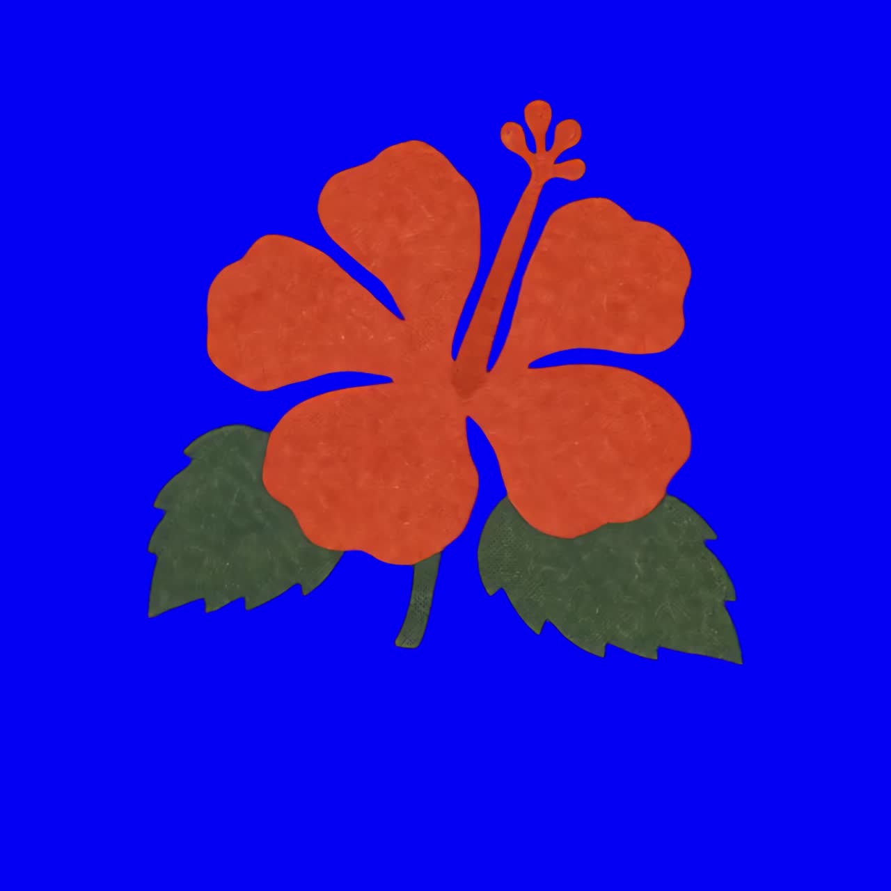 Vibrant hibiscus animation, transparent 4K video, green screen