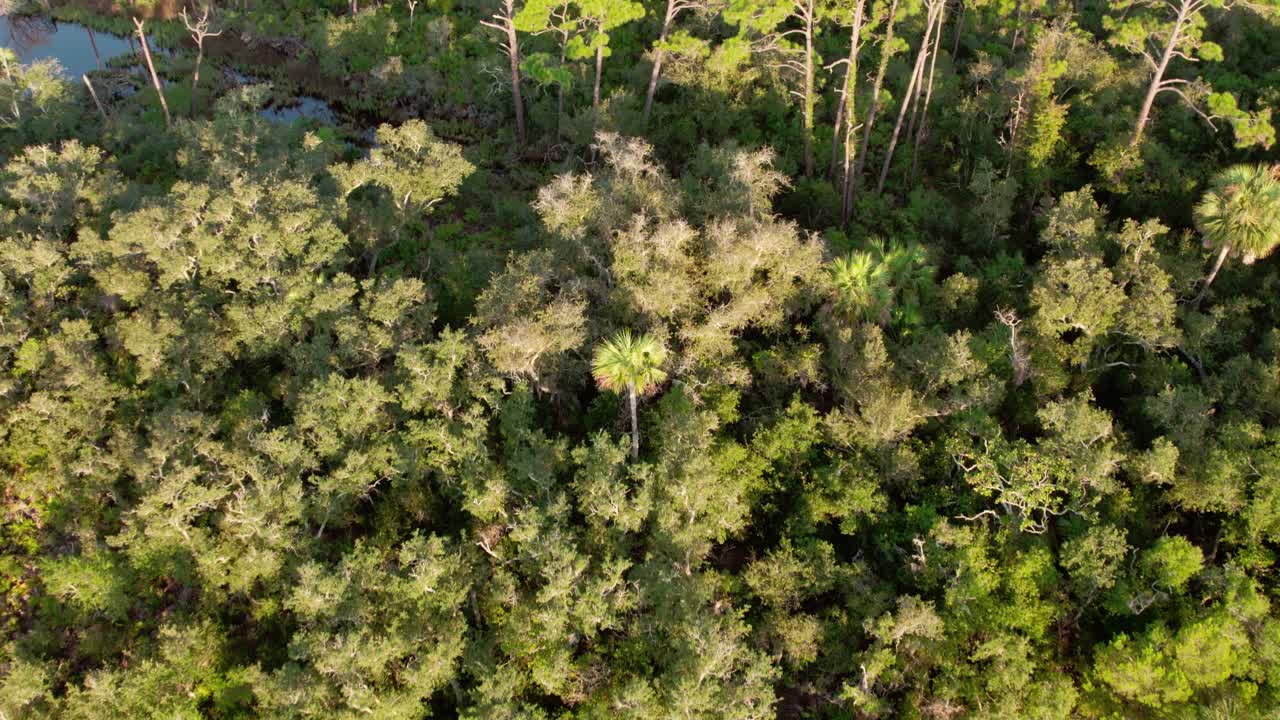 vuelo aéreo sobre un denso bosque de pinos y palmeras en un área pantanosa de florida
