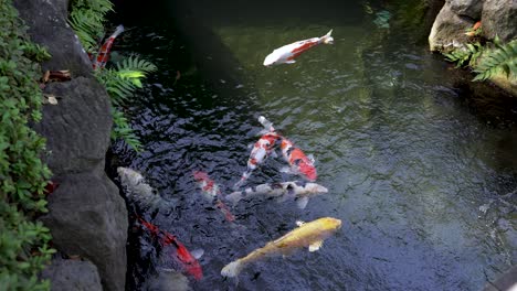 peces koi coloridos nadando en el estanque del templo de senseiji, japón