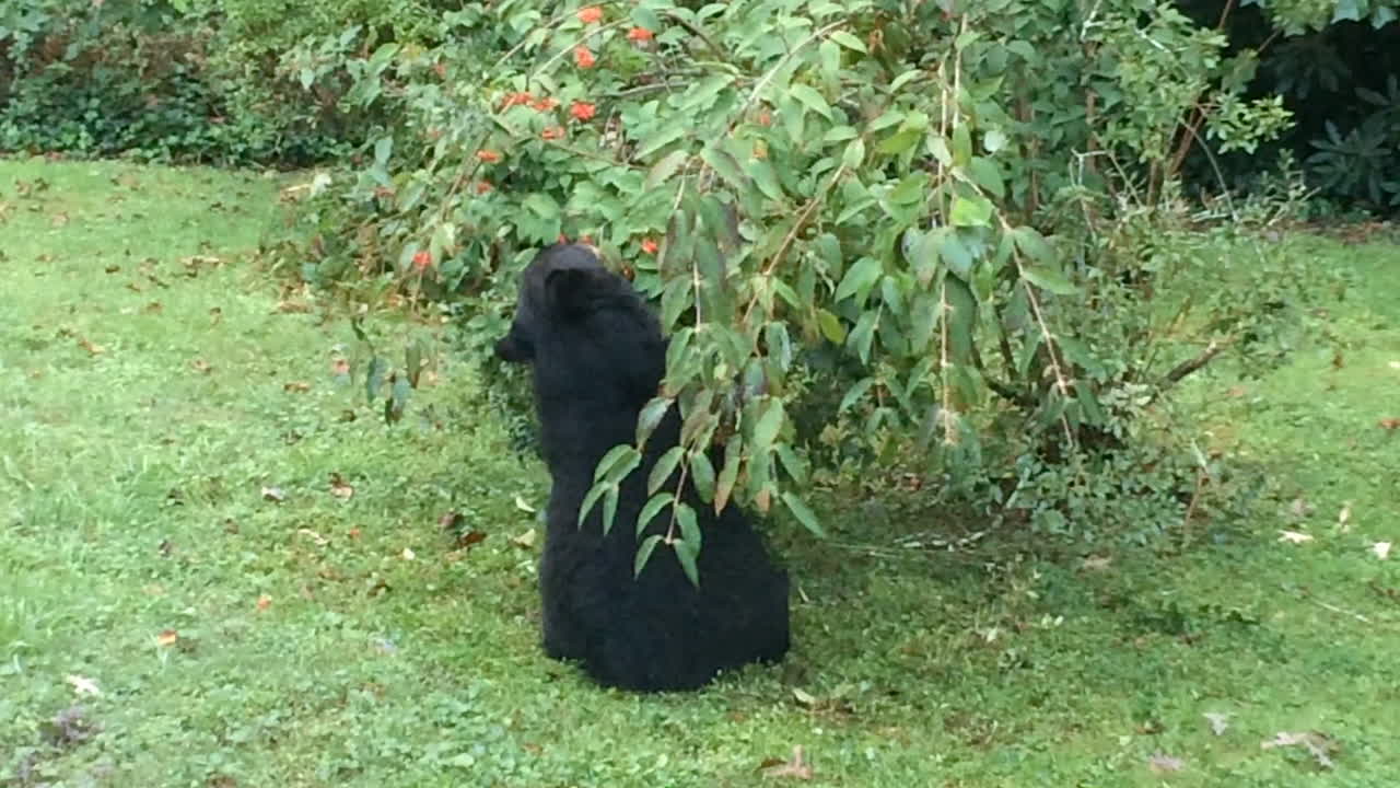 Famiglia di orsi neri che mangia e riposa nel cortile o in casa a Hendersonville, Carolina del Nord.