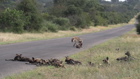 a pack of african wild dogs seemed unphased as a curious hyena walks right up and checks them out