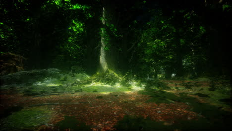 tree roots and sunshine in a green forest