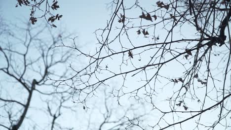 Fast-Leere-Äste-Mit-Blauem-Himmel-Im-Hintergrund