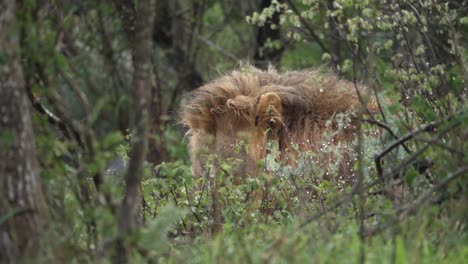 Male-Black-Mane-Lion-behind-wet-foreground-foliage-grooms-with-paw