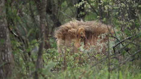león de melena negra macho detrás de novios de follaje húmedo en primer plano con pata
