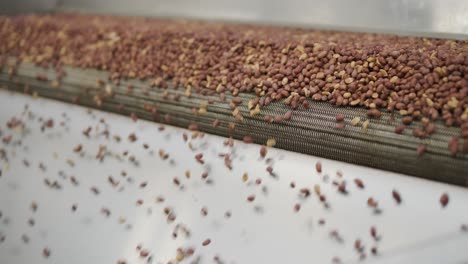 raw nuts on a conveyor belt. drying, roasting and packaging, the production process of light snacks. factory production.