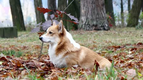 funny welsh corgi looking in the autumn lawn