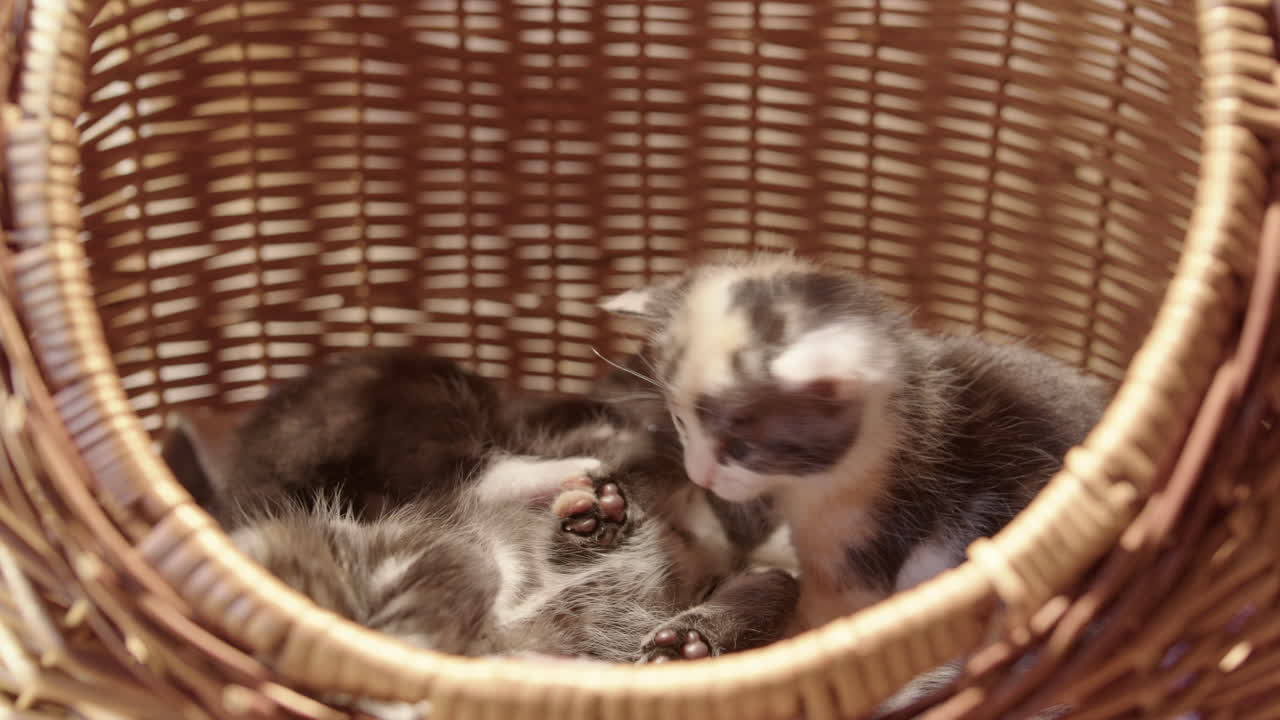 Cute furry kitten siblings play fighting in wicker basket, close-up