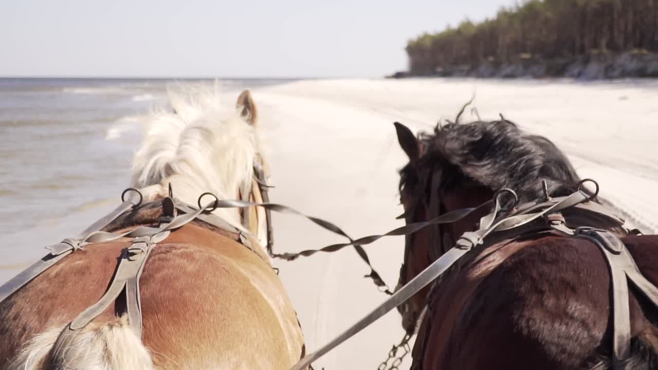 Drivers point of view of horses pulling a wagon along the seashore