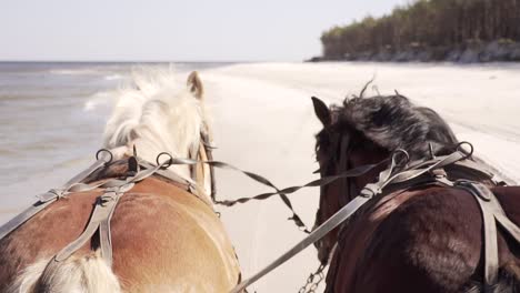 drivers point of view of horses pulling a wagon along the seashore