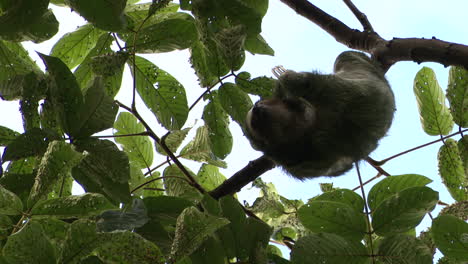 Pale-throated-sloth-or-three-toed-sloth-male,-scratching-his-back-while-hanging-in-tree