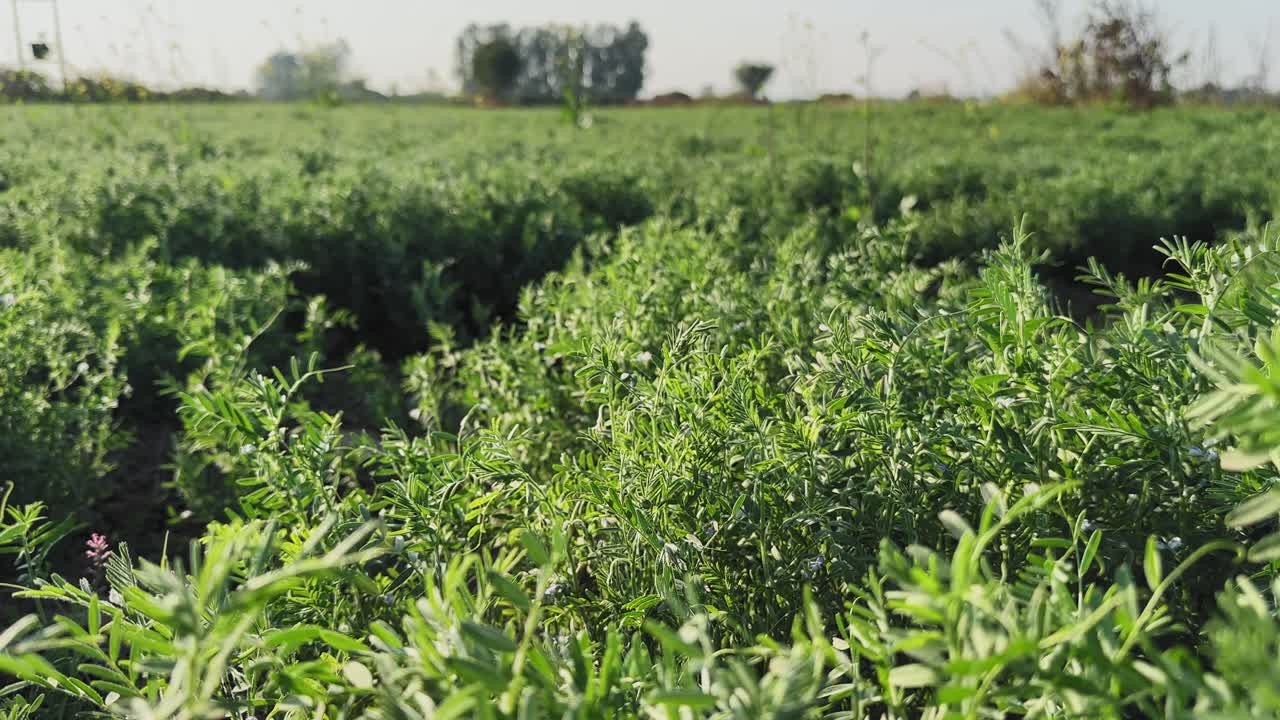 Tracking shot moving right to left across dense masoor legume crop rows, leafy plants filling the foreground as shallow depth of field reveals layered agricultural growth in daylight