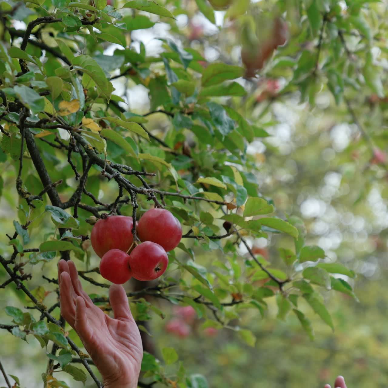 Un gruppo di deliziose mele rosse sono appese al ramo dell'albero. Delle mani maschili si avvicinano e raccolgono tutta la frutta in una volta.