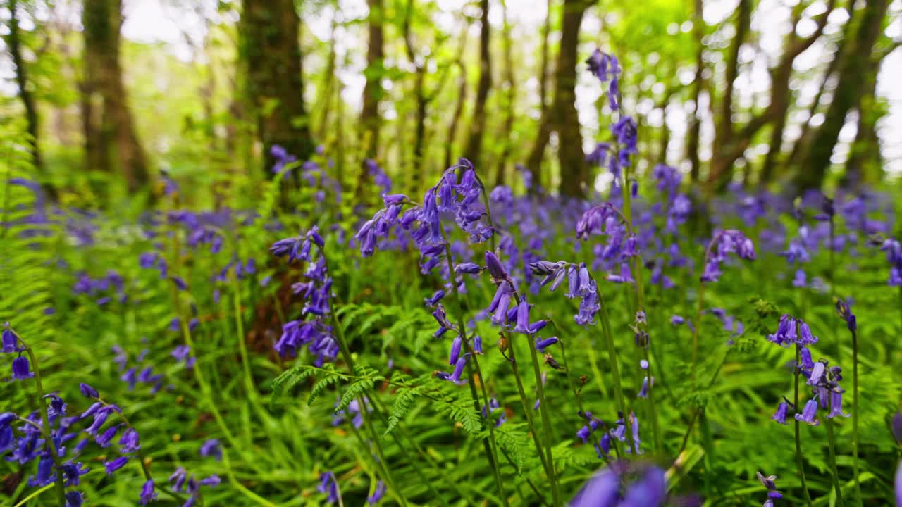 Bluebells in a Forest