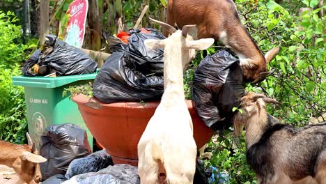 goats explore trash bins for food