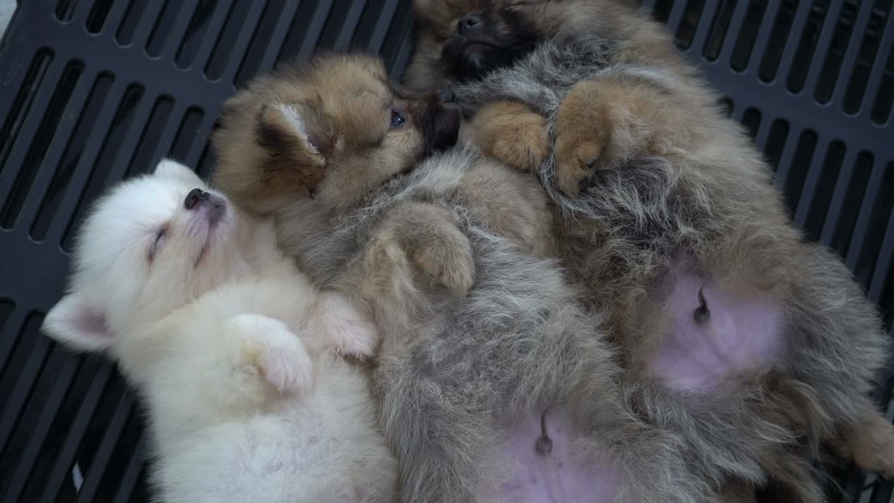 함께 자고 있는 강아지 들 사랑 하는 형제자매 들 의 집단