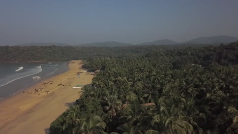 low flyover: palm trees on peaceful agonda beach on tranquil morning