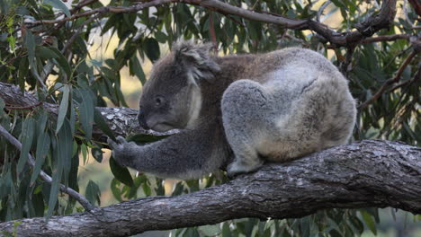 koala resting on a tree trunk and eating eucalyptus leaves