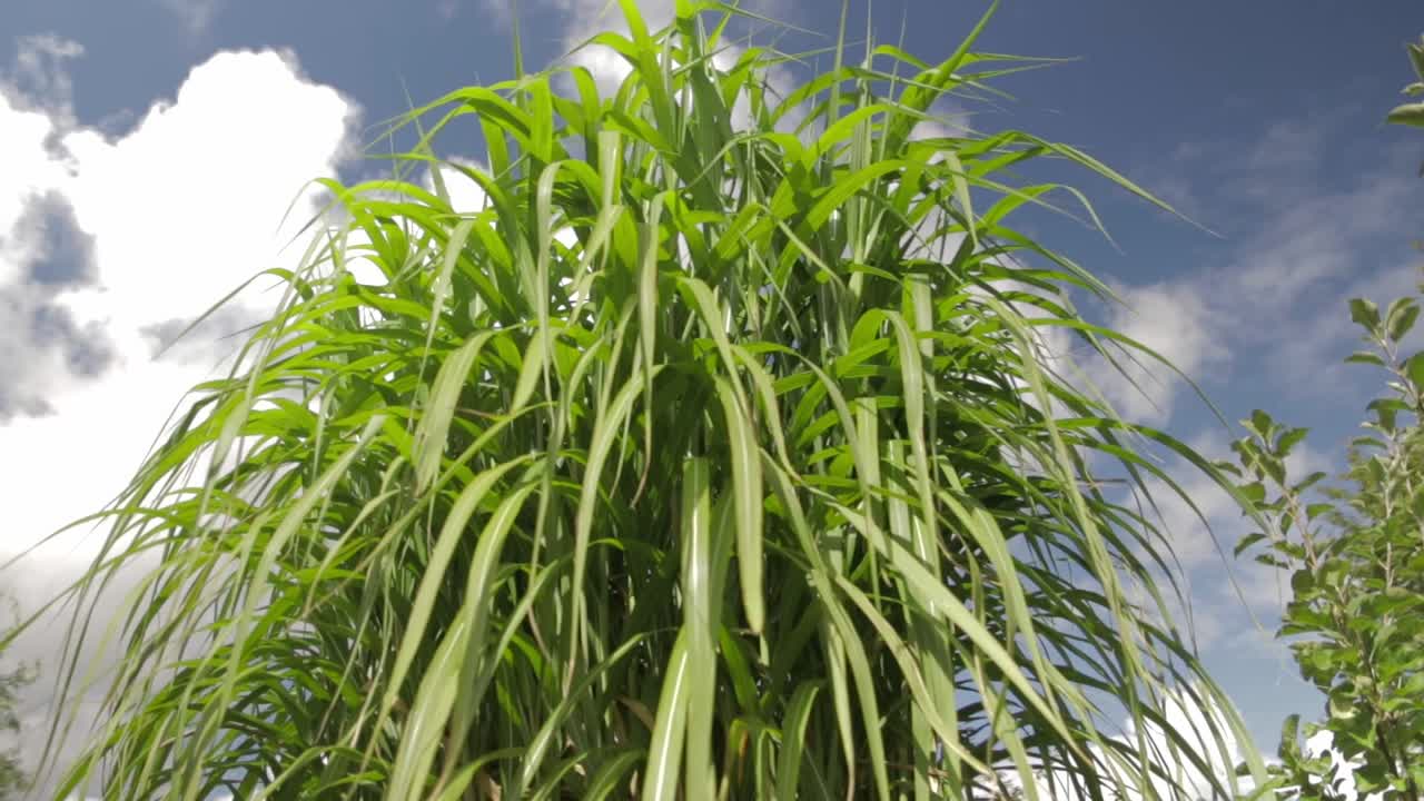 apuntando hacia arriba hierba enorme con cielo azul en verano