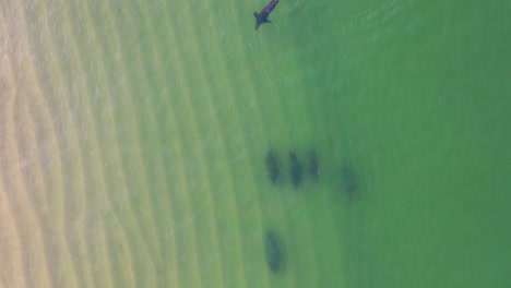 a gray seal skims across the surface while the rest of the pod swim on the seabed