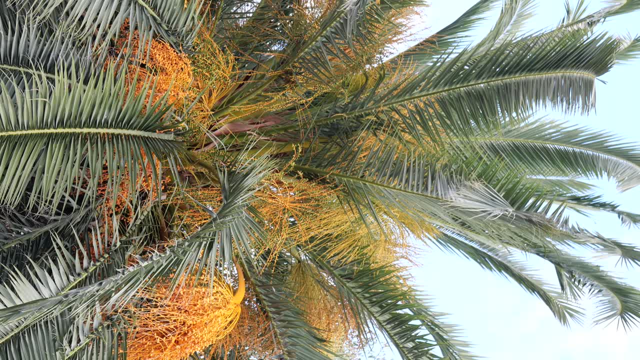 Date Palm Tree with Blooming Flowers