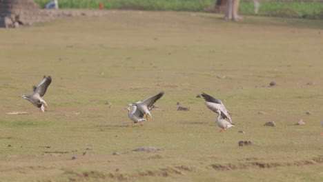 Flock-of-Bar-Headed-Geese-taking-off