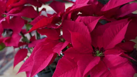 Flores-Y-Plantas-De-Poinsettia-Navideña-Roja,-Una-Decoración-Común-De-Temporada-En-El-Hogar