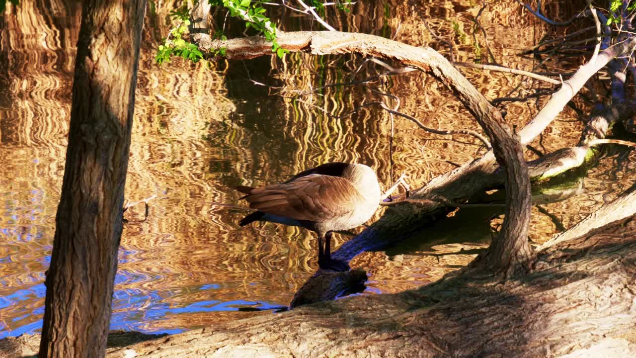 Waterfowl at Floyd Lamb State Park in Las Vegas suburbs